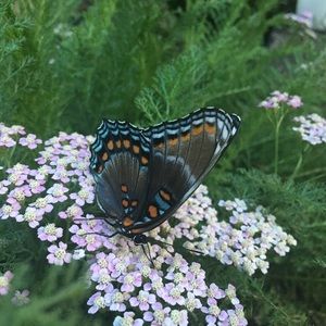 Meet your Posher, Sydney